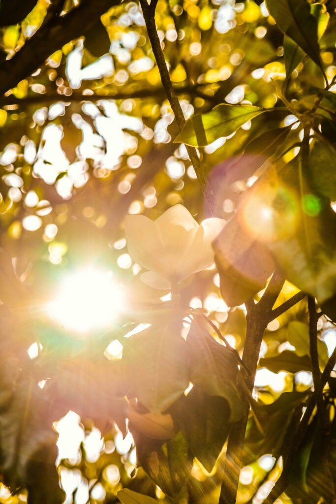 Collard Spiritual Direction light shining through leaves