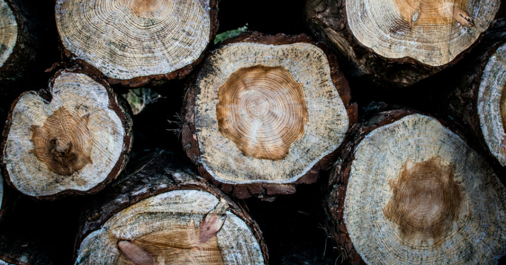 Collard Spiritual Direction - image of several cut trees, displaying their many tree rings in tan and brown tones - history, integration 