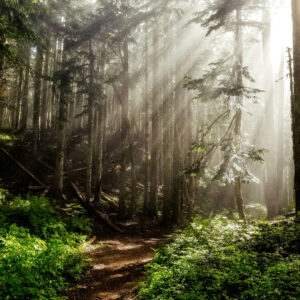 Collard Spiritual Direction * Spiritual life is clearing a path and waiting for the song of your life * photo of sunlit clearing in a forest via Dale Nibbe via Unplash