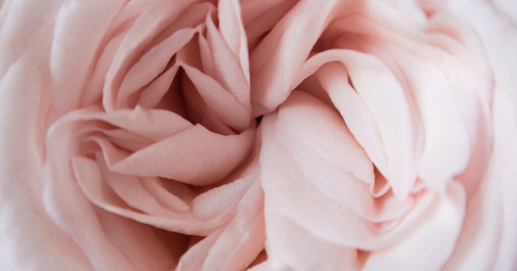 Collard Spiritual Direction * Spiritual life is an unfolding * Close up of a pale pink garden rose by Poppie Pack via Unsplash