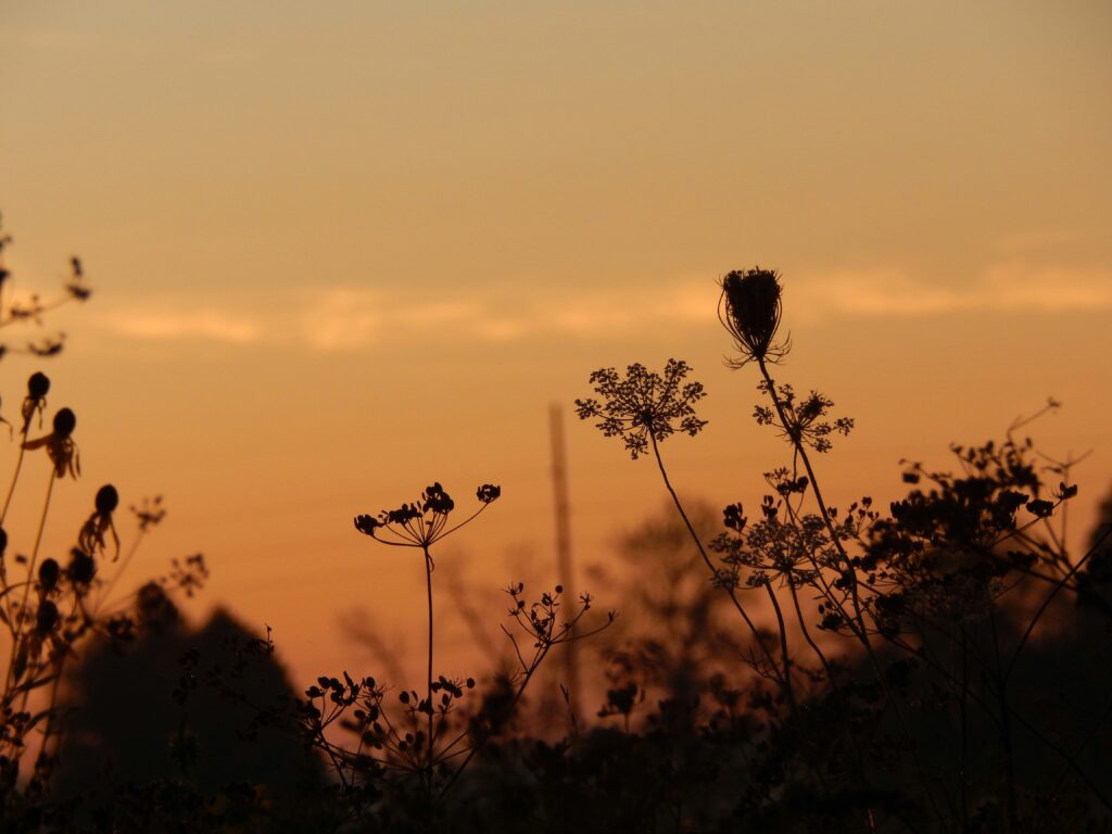 Collard Spiritual Direction. A sunset silhouette of Queen Anne's Lace and Black Eyed Susan wildflowers.  Josie Weiss via Unsplash