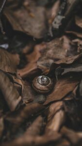 Collard Spiritual Direction - Seeing with our Souls - Image of spiral snail shell in brown leaves via Fabian Laabmayr via Unsplash