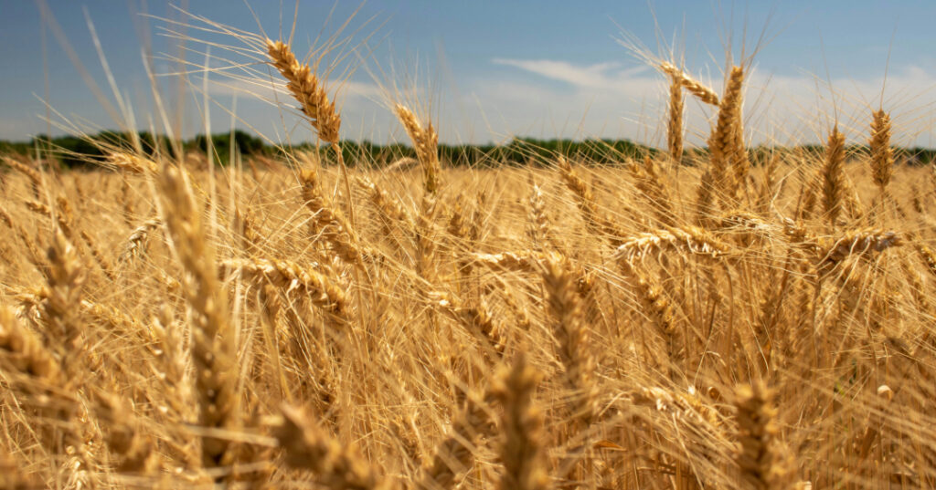 Collard Spiritual Direction We Need Each Other Wheat Field by Samual Myles via Unsplash